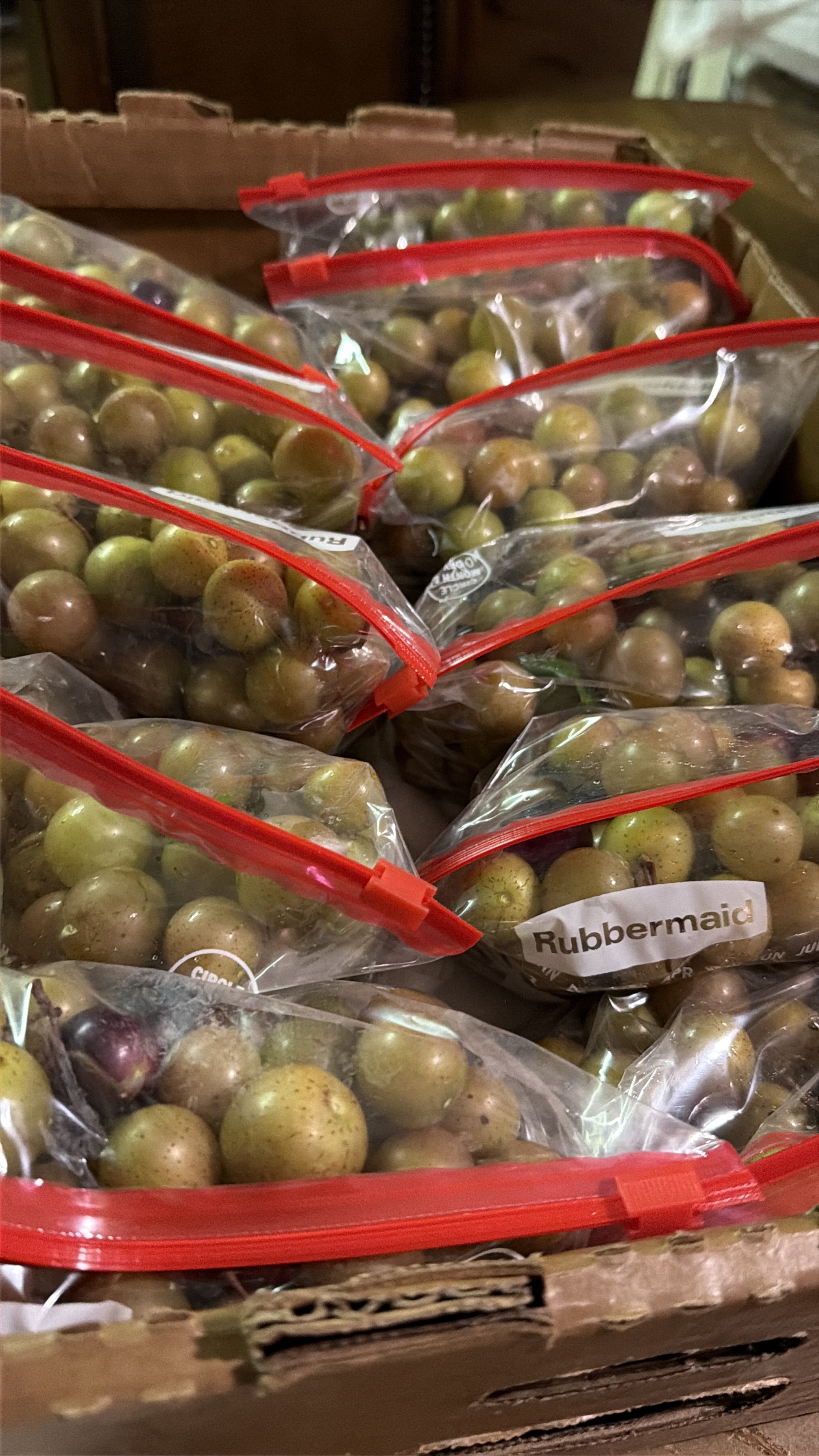 Muscadine Grapes 