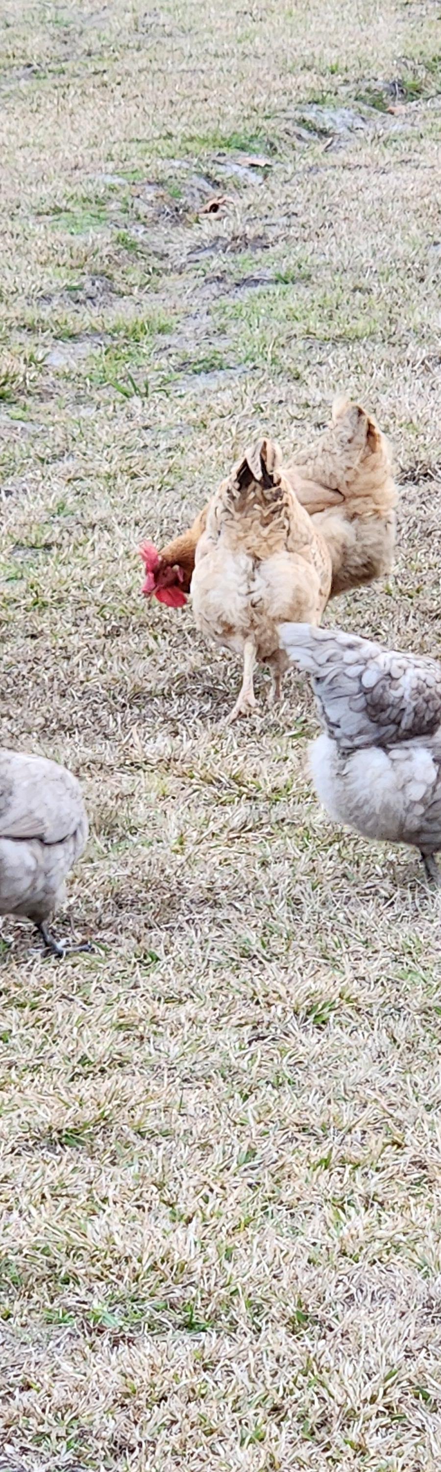 A.L. Goodman Farms LLC 
