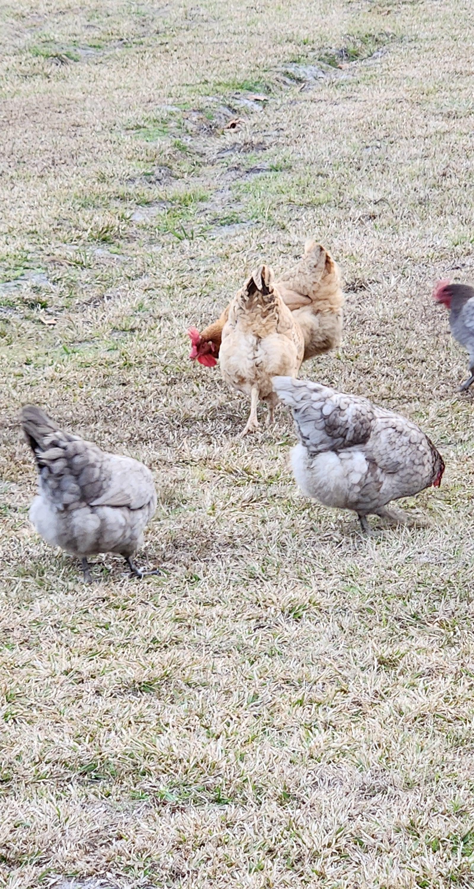 A.L. Goodman Farms LLC