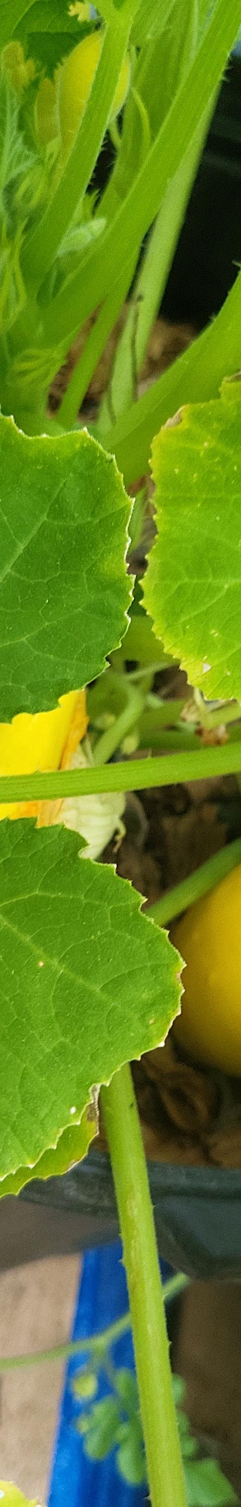 Crook neck squash